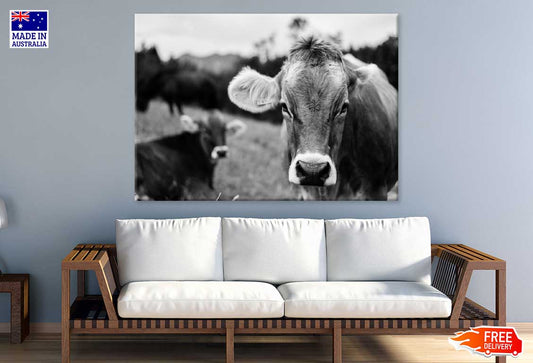 Cow Face Closeup B&W Photograph Print 100% Australian Made Stretched Canvas Ready to Hang - 1271