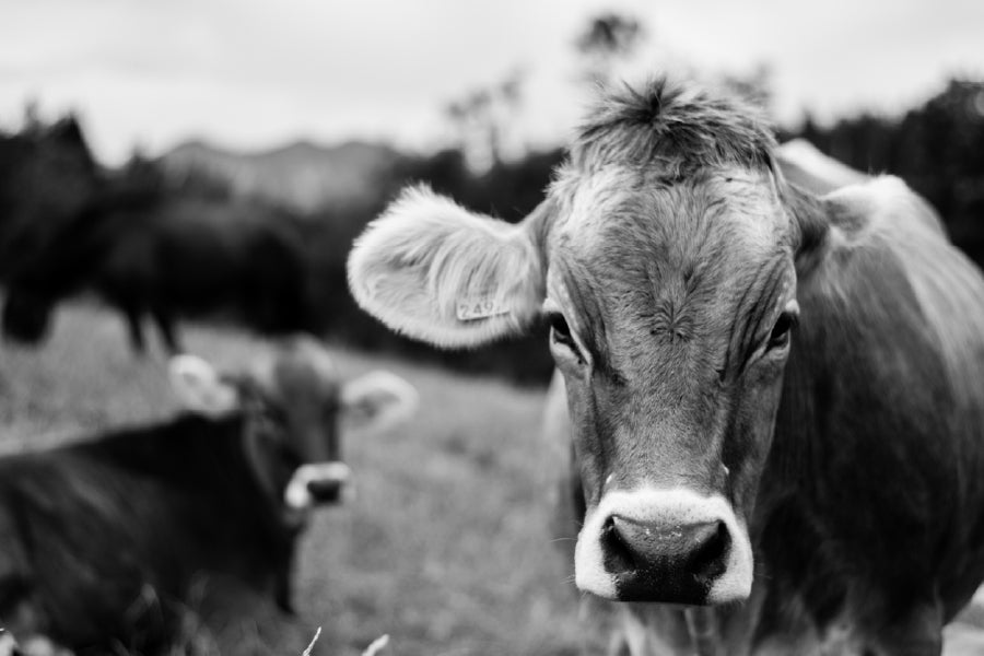 Cow Face Closeup B&W Photograph Print 100% Australian Made Stretched Canvas Ready to Hang - 1271