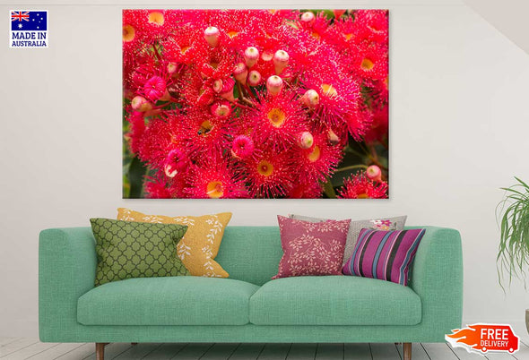 Red Gum Blossom Flower Photograph Print 100% Australian Made Stretched Canvas Ready to Hang - 1620