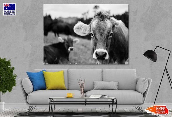 Cow Face Closeup B&W Photograph Print 100% Australian Made Stretched Canvas Ready to Hang - 1271