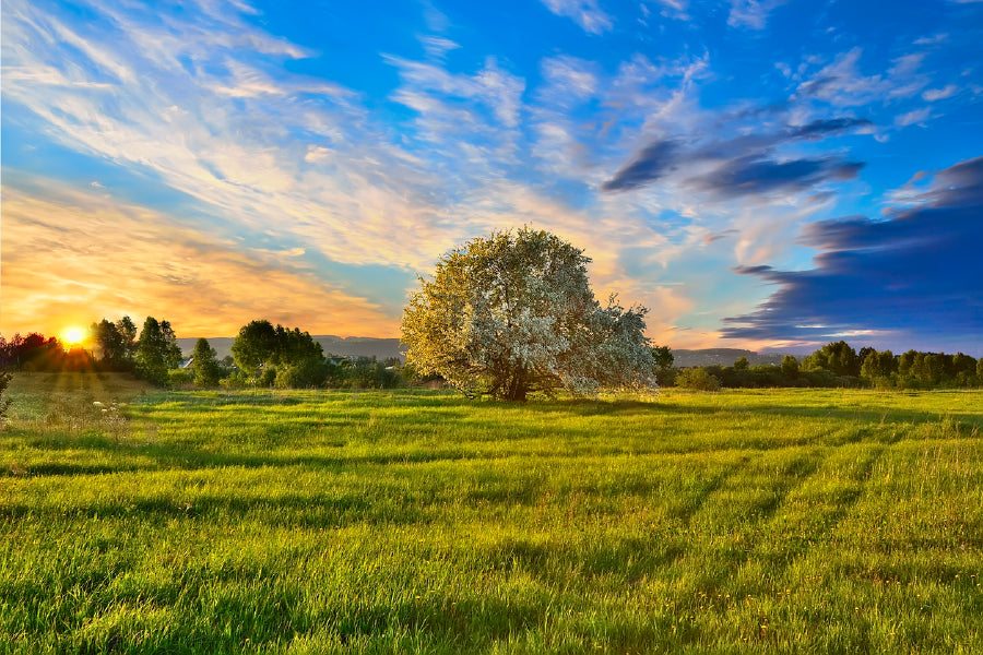 Apple Tree on Meadow at Sunset Print 100% Australian Made Stretched Canvas Ready to Hang - 1749