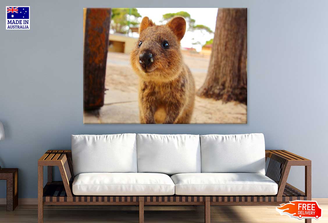 Quokka Animal View Photograph Print 100% Australian Made Stretched Canvas Ready to Hang - 1208