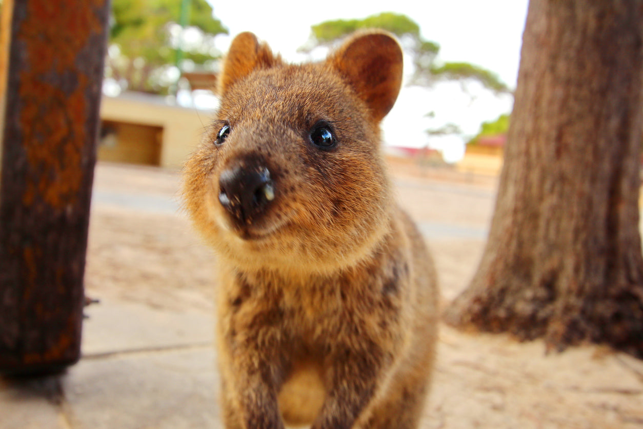 Quokka Animal View Photograph Print 100% Australian Made Stretched Canvas Ready to Hang - 1208