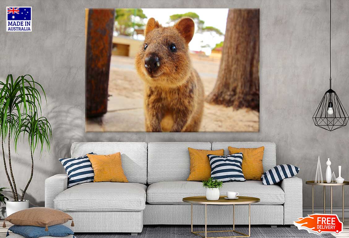 Quokka Animal View Photograph Print 100% Australian Made Stretched Canvas Ready to Hang - 1208