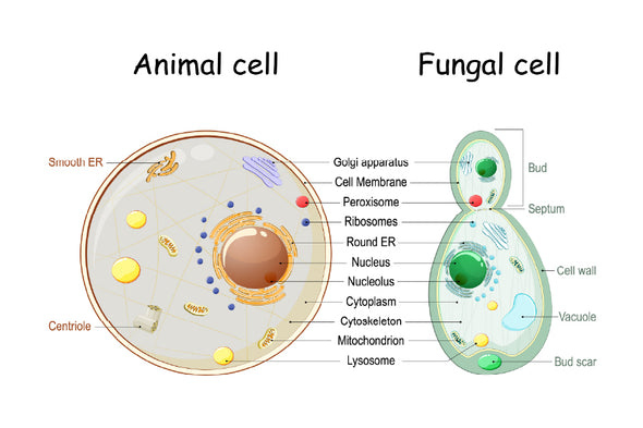 Animal Cell & Fungal Cell Anatomy Print 100% Australian Made Stretched Canvas Ready to Hang - 1665