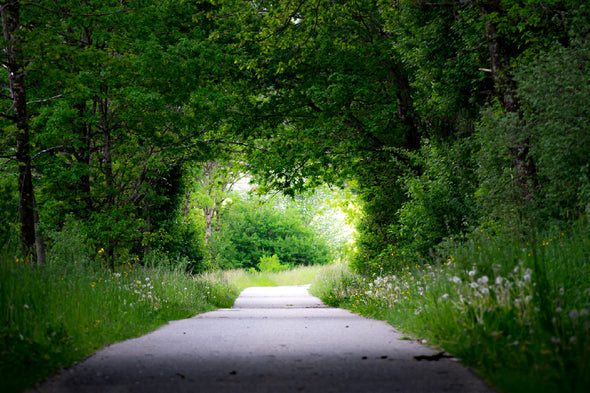 Green Trees Covered Road View Print 100% Australian Made Stretched Canvas Ready to Hang - 1008