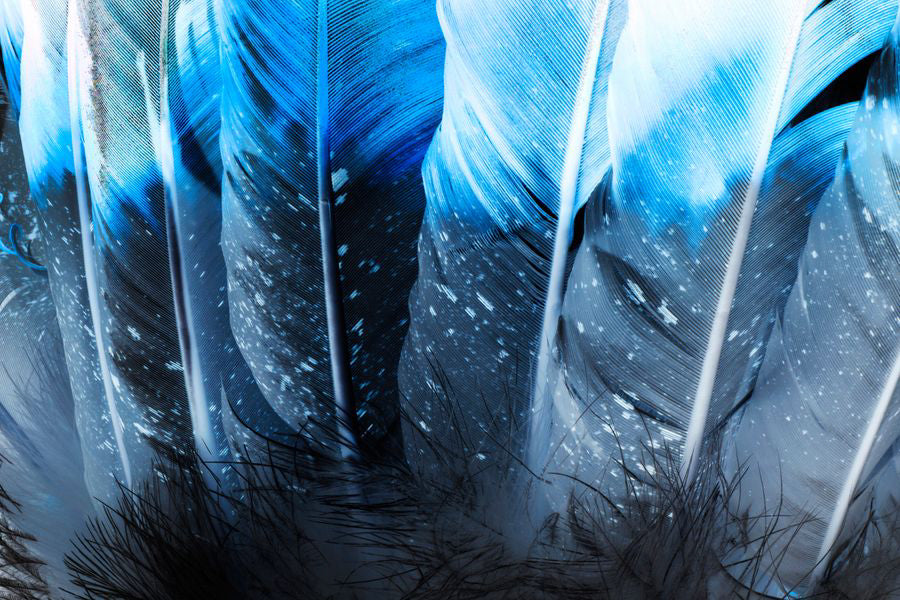 Black & Blue Feather Digital Art  Print 100% Australian Made Stretched Canvas Ready to Hang - 1889