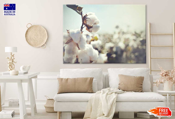 Combed Cotton Flower Photograph Print 100% Australian Made Stretched Canvas Ready to Hang - 1557