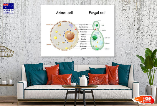 Animal Cell & Fungal Cell Anatomy Print 100% Australian Made Stretched Canvas Ready to Hang - 1665