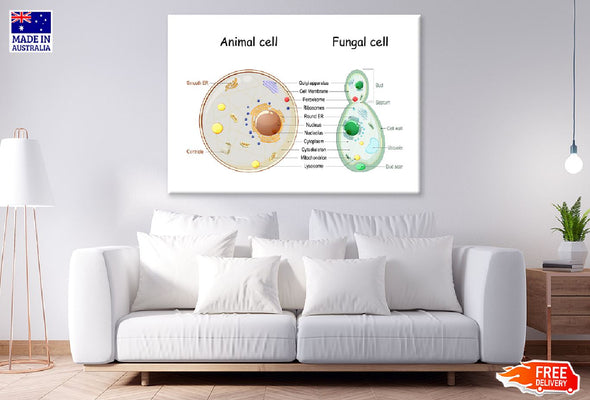 Animal Cell & Fungal Cell Anatomy Print 100% Australian Made Stretched Canvas Ready to Hang - 1665