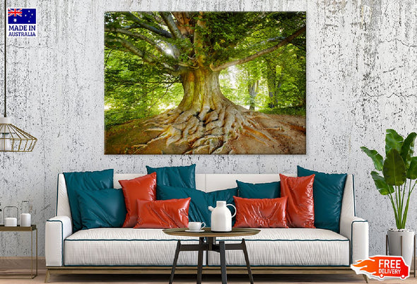 Mature Tree Photograph in Forest Print 100% Australian Made Stretched Canvas Ready to Hang - 1750