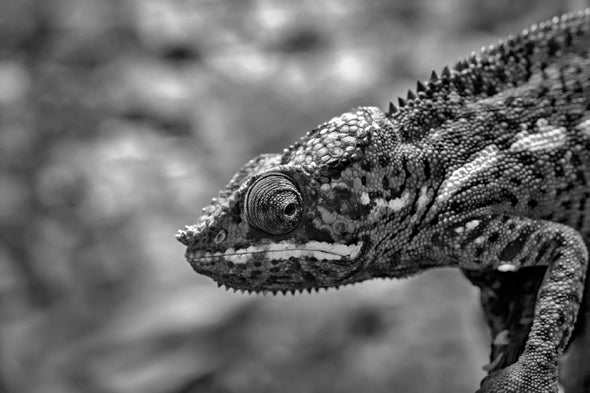 Chameleon Closeup B&W Photograph Print 100% Australian Made Stretched Canvas Ready to Hang - 1272