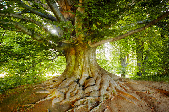 Mature Tree Photograph in Forest Print 100% Australian Made Stretched Canvas Ready to Hang - 1750