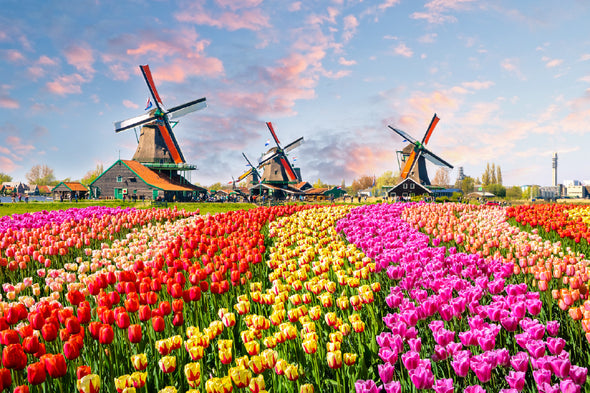 Colorful Tulip Fields Netherland Print 100% Australian Made Stretched Canvas Ready to Hang - 1621