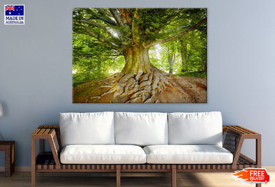 Mature Tree Photograph in Forest Print 100% Australian Made Stretched Canvas Ready to Hang - 1750