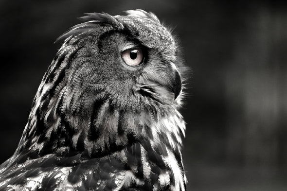 Owl Face Side View B&W Photograph Print 100% Australian Made Stretched Canvas Ready to Hang - 1273