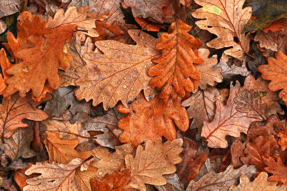 Orange & Brown Oak Leaves View Print 100% Australian Made Stretched Canvas Ready to Hang - 1751