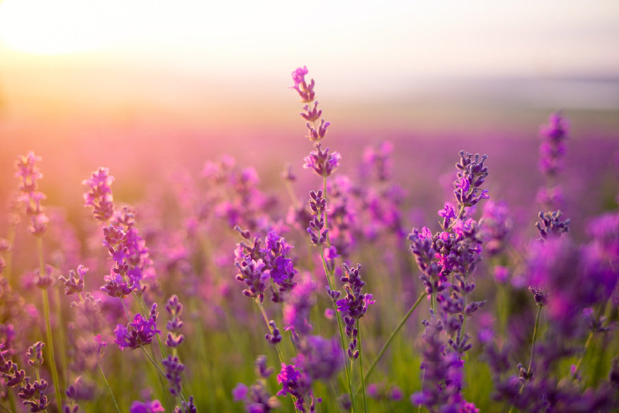 Purple Lavender Flowers Sunset Print 100% Australian Made Stretched Canvas Ready to Hang - 1622