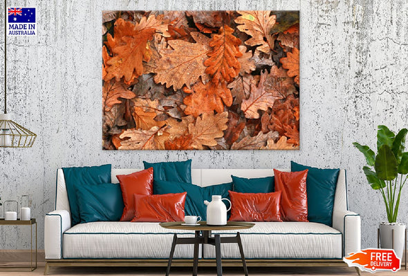 Orange & Brown Oak Leaves View Print 100% Australian Made Stretched Canvas Ready to Hang - 1751