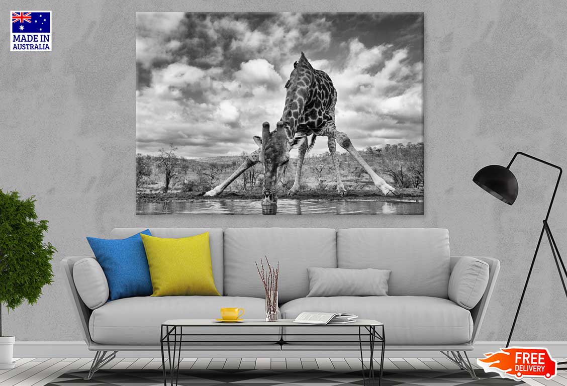 Giraffe Drinking Water B&W View Print 100% Australian Made Stretched Canvas Ready to Hang - 1274