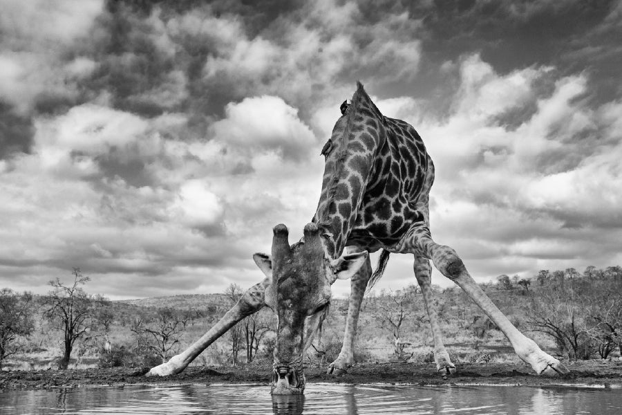 Giraffe Drinking Water B&W View Print 100% Australian Made Stretched Canvas Ready to Hang - 1274