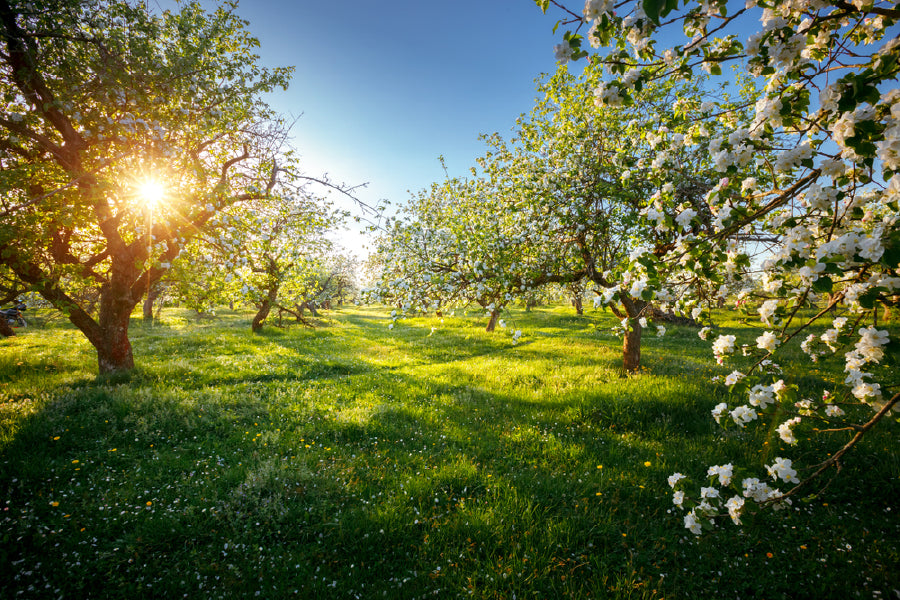 Blooming Lush Trees Garden View Print 100% Australian Made Stretched Canvas Ready to Hang - 1752