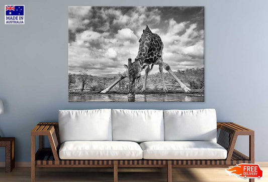 Giraffe Drinking Water B&W View Print 100% Australian Made Stretched Canvas Ready to Hang - 1274