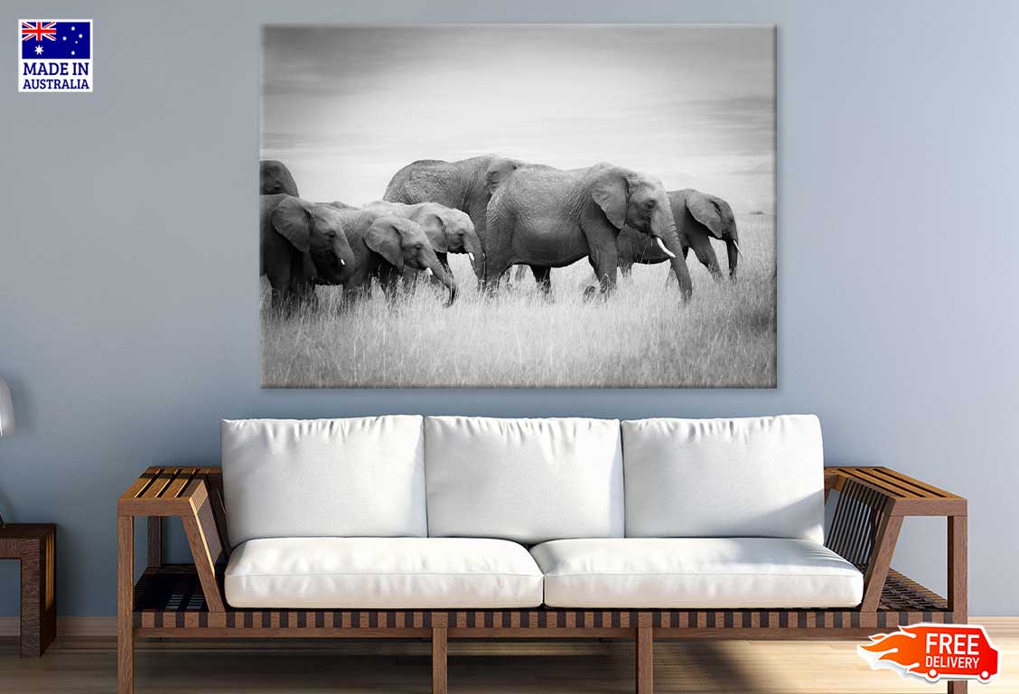 Elephants on Grass Field B&W View Print 100% Australian Made Stretched Canvas Ready to Hang - 1275