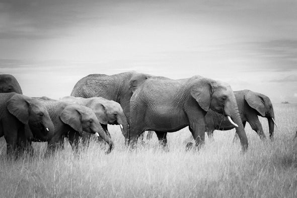 Elephants on Grass Field B&W View Print 100% Australian Made Stretched Canvas Ready to Hang - 1275