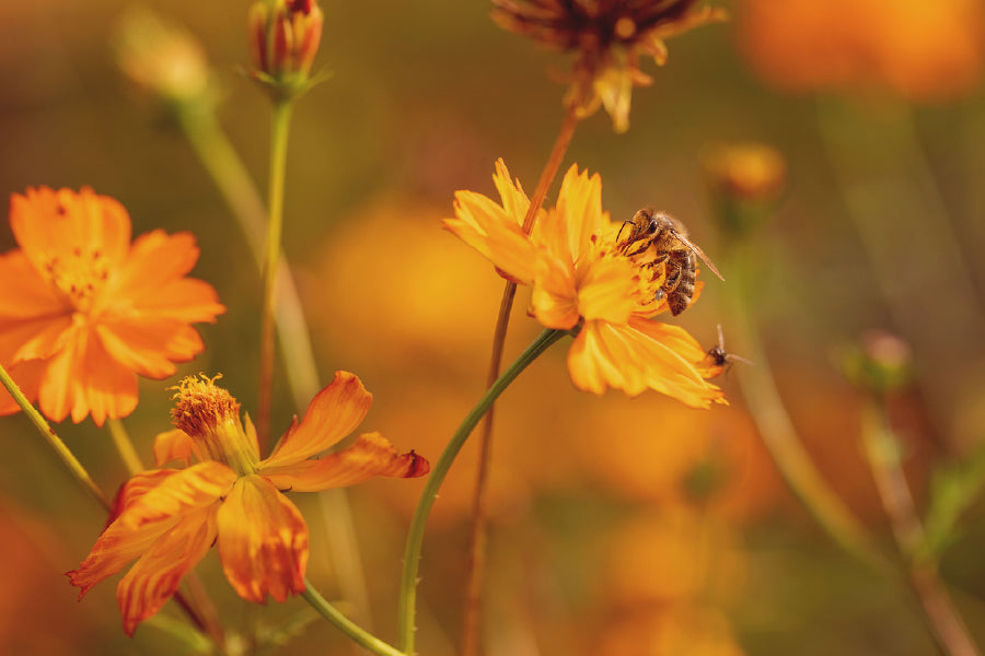 Bee on Yellow Cosmos Flower View Print 100% Australian Made Stretched Canvas Ready to Hang - 1625