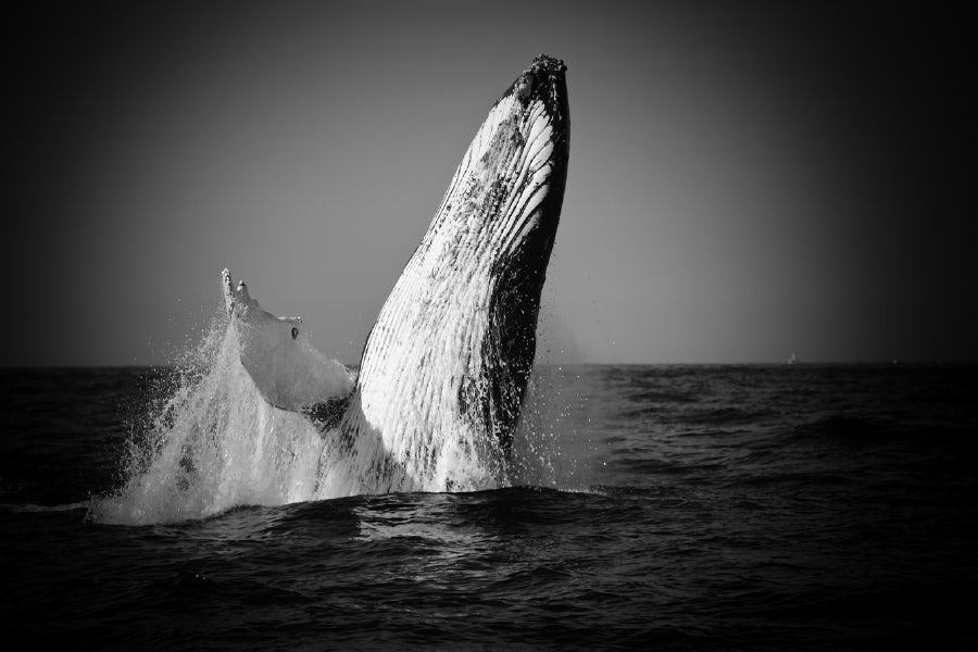 Whale on Sea B&W View Photograph Print 100% Australian Made Stretched Canvas Ready to Hang - 1276