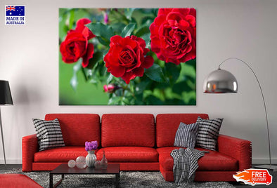 Red Roses in Garden Photograph Print 100% Australian Made Stretched Canvas Ready to Hang - 1627