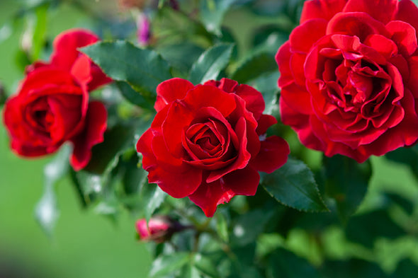 Red Roses in Garden Photograph Print 100% Australian Made Stretched Canvas Ready to Hang - 1627