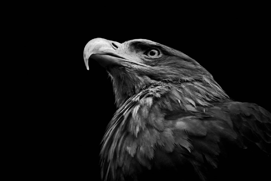 Eagle Face Closeup B&W Photograph Print 100% Australian Made Stretched Canvas Ready to Hang - 1278