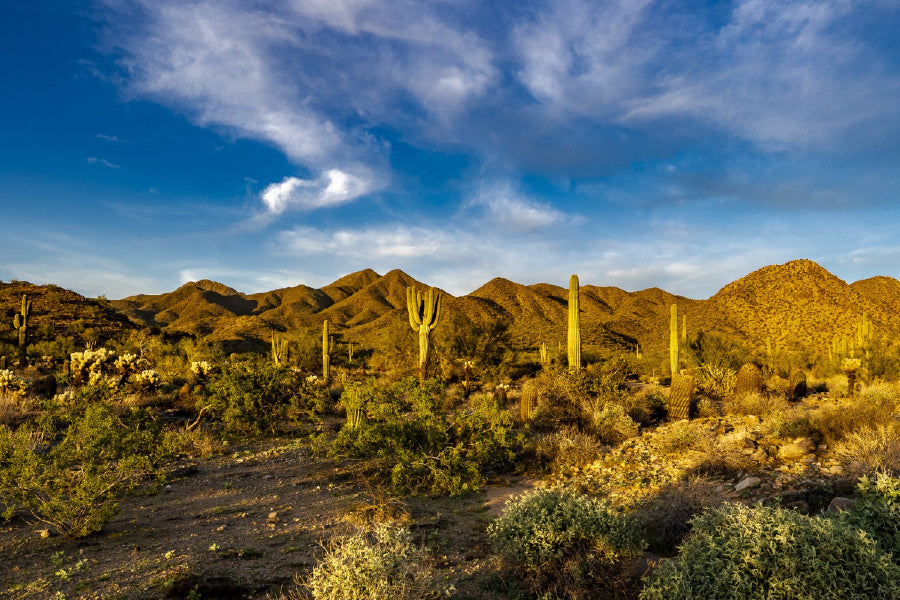 Sunset Sonoran Desert Photograph Print 100% Australian Made Stretched Canvas Ready to Hang - 1078