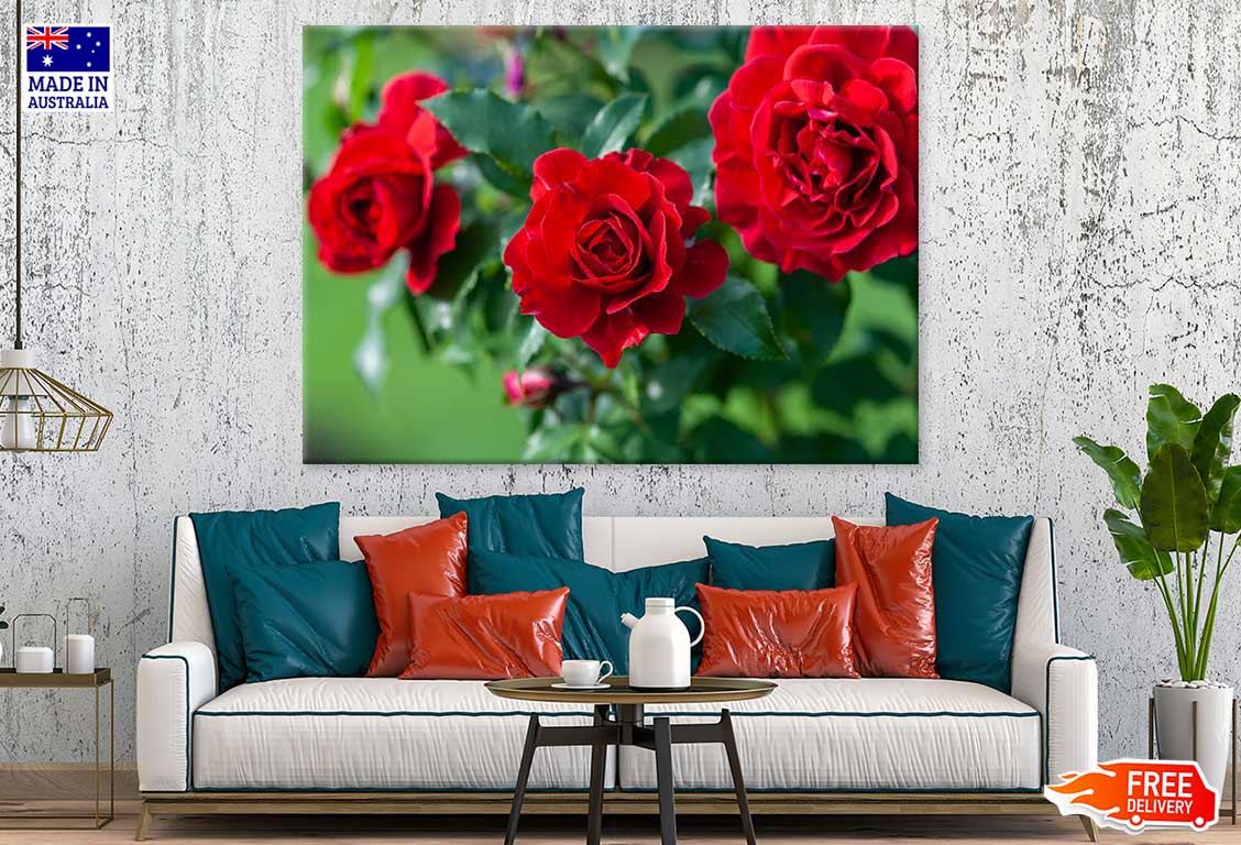 Red Roses in Garden Photograph Print 100% Australian Made Stretched Canvas Ready to Hang - 1627