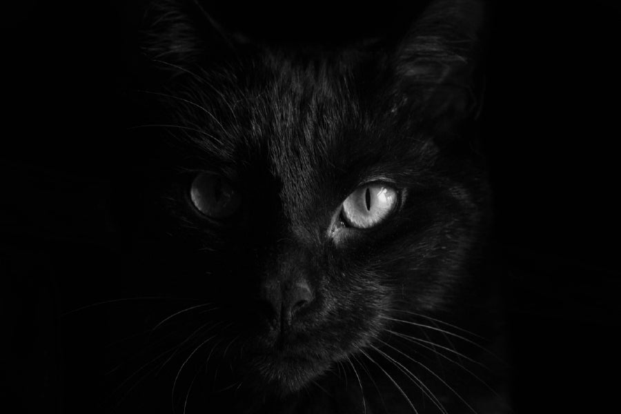 Black Cat Eye B&W View Photograph Print 100% Australian Made Stretched Canvas Ready to Hang - 1279