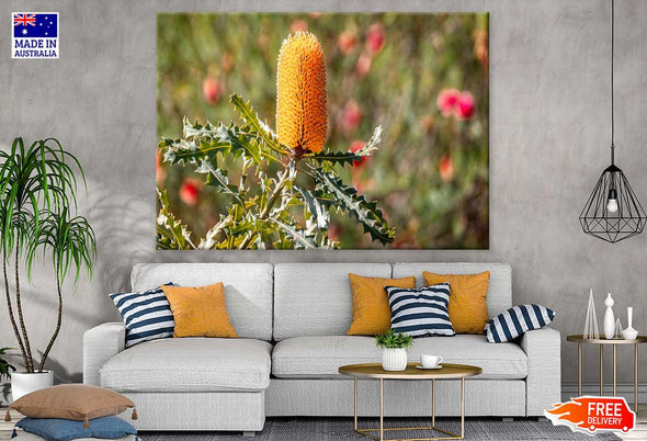 Yellow Banksia Flower Photograph Print 100% Australian Made Stretched Canvas Ready to Hang - 1628