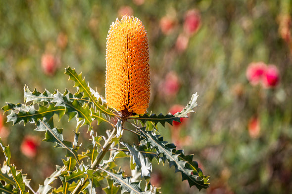 Yellow Banksia Flower Photograph Print 100% Australian Made Stretched Canvas Ready to Hang - 1628