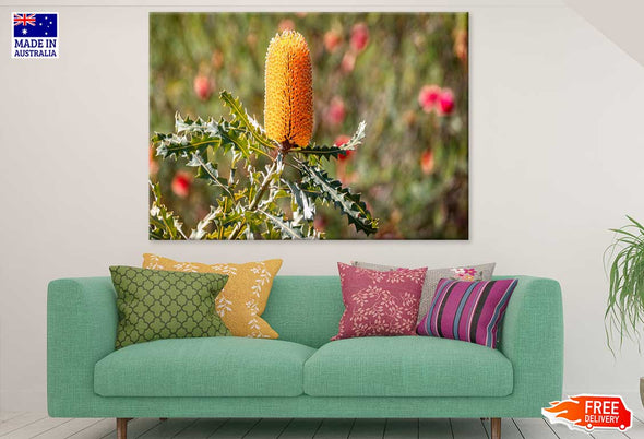 Yellow Banksia Flower Photograph Print 100% Australian Made Stretched Canvas Ready to Hang - 1628