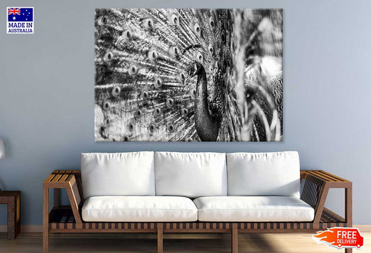 Peacock View B&W Photograph Print 100% Australian Made Stretched Canvas Ready to Hang - 1280