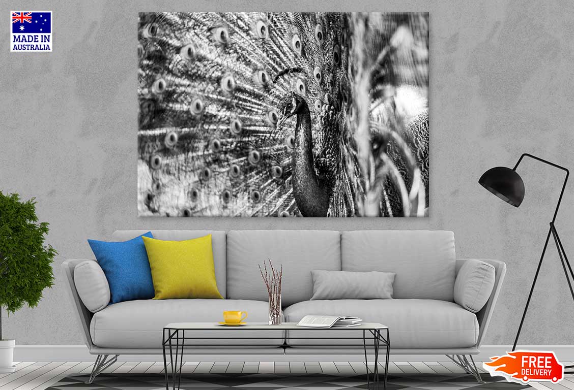 Peacock View B&W Photograph Print 100% Australian Made Stretched Canvas Ready to Hang - 1280