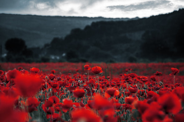 Poppy Field in Dark Photograph Print 100% Australian Made Stretched Canvas Ready to Hang - 1629