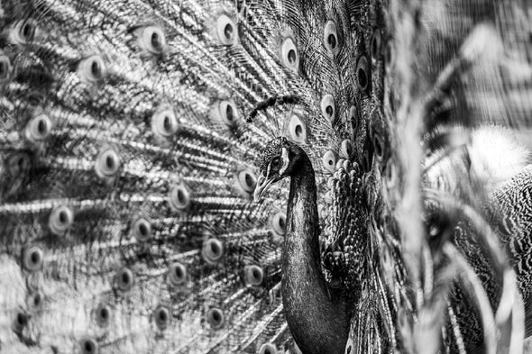 Peacock View B&W Photograph Print 100% Australian Made Stretched Canvas Ready to Hang - 1280