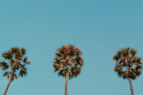 Tropical Palm Trees on Blue Sky Print 100% Australian Made Stretched Canvas Ready to Hang - 1759