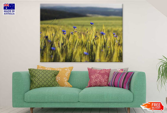 Blue Cornflowers In Wheat Field Print 100% Australian Made Stretched Canvas Ready to Hang - 1630