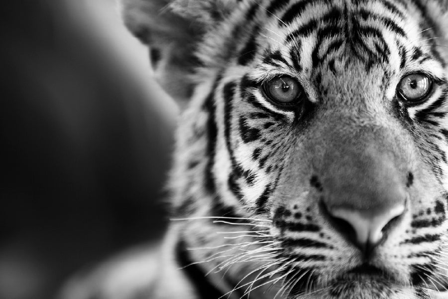 Tiger Face B&W Closeup Photograph Print 100% Australian Made Stretched Canvas Ready to Hang - 1281