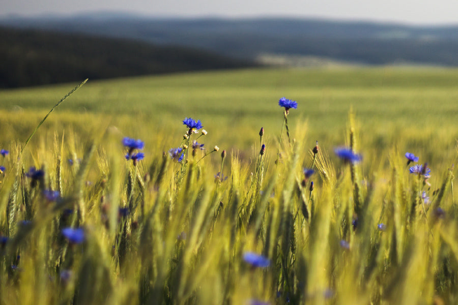 Blue Cornflowers In Wheat Field Print 100% Australian Made Stretched Canvas Ready to Hang - 1630