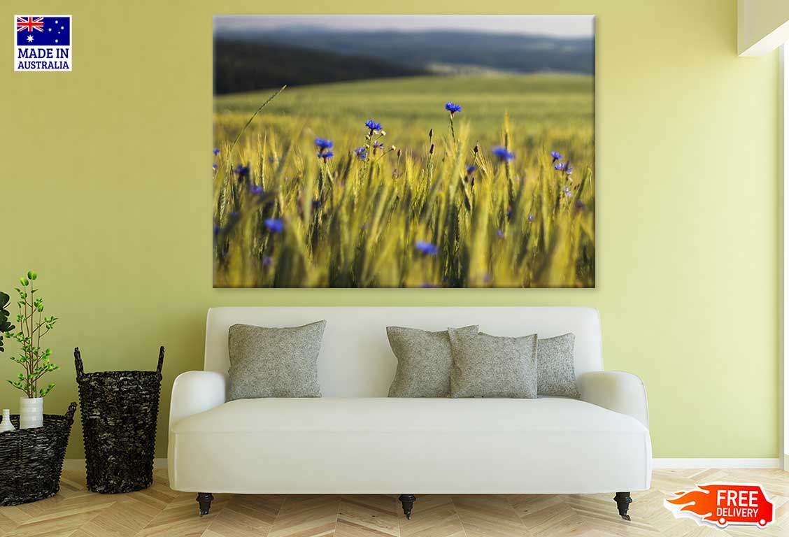 Blue Cornflowers In Wheat Field Print 100% Australian Made Stretched Canvas Ready to Hang - 1630