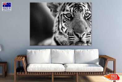 Tiger Face B&W Closeup Photograph Print 100% Australian Made Stretched Canvas Ready to Hang - 1281